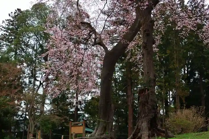 神炊館神社 ⁂奥州須賀川総鎮守⁂の自然