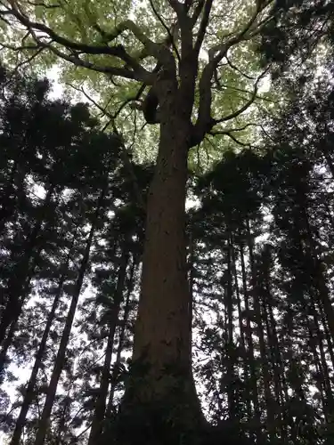 鹿島神社の自然