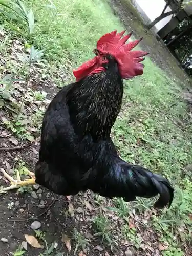 谷保天満宮の動物