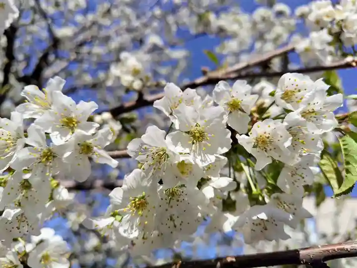 旭川銀座弁天神社の自然