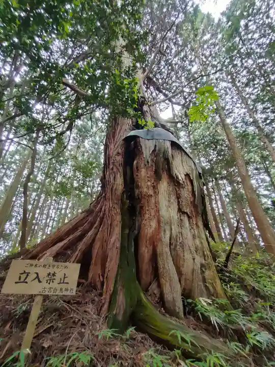 白鳥神社の自然