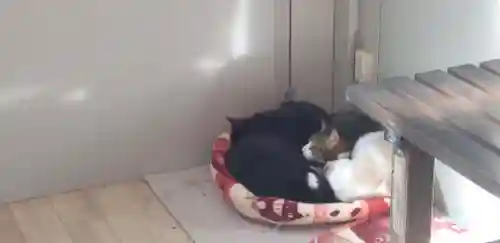 下野大師華蔵寺の動物