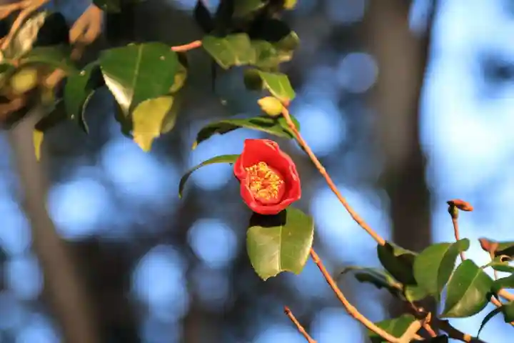 阿久津「田村神社」(郡山市阿久津町)旧社名:伊豆箱根三嶋三社の庭園