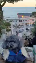 大洗磯前神社の動物