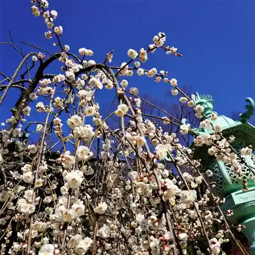 小名浜諏訪神社 ～海の鎮守様～の自然