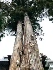 高司神社〜むすびの神の鎮まる社〜の自然