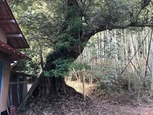 若宮神社の自然