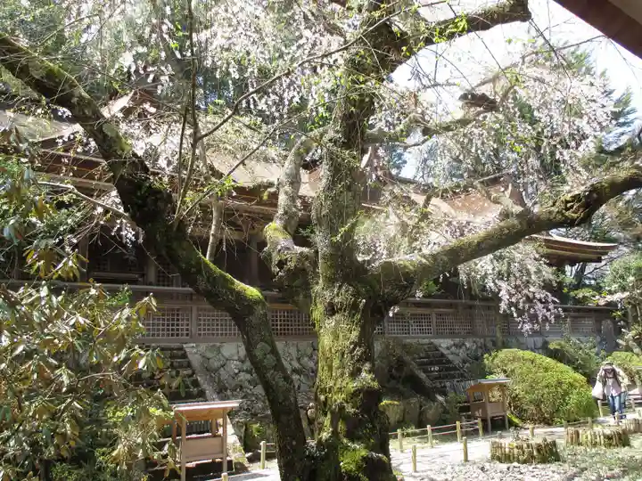 吉野水分神社(吉野町)の自然
