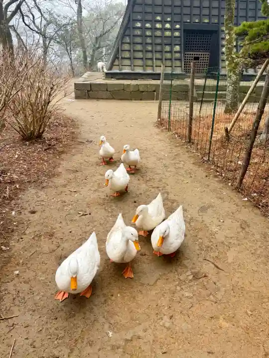 楽法寺(雨引観音)の{uncategorized: "未分類", other: "その他", undefined: "問題あり", building: "その他建物", grave: "お墓", sacred_gate: "鳥居", guardian: "狛犬", statue: "像", buddha: "仏像", history: "歴史", nature: "自然", garden: "庭園", animal: "動物", pagoda: "塔", temizu: "手水舎", mountain_gate: "山門・神門", sanctuary: "本殿・本堂", subordinate: "末社・摂社", art: "芸術", scenery: "景色", jizo: "地蔵", ema: "絵馬", goshuin: "御朱印", omikuji: "おみくじ", items: "授与品その他", amulet: "お守り", goshuincho: "御朱印帳", eats: "食事", festival: "お祭り", votive_dance: "神楽", shichigosan: "七五三参", wedding: "結婚式", experience: "体験その他", initially: "初詣", around: "周辺", anti_infection: "感染症対策"}