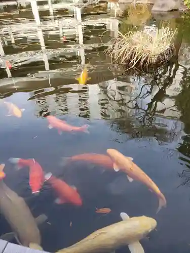 東郷神社の自然