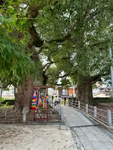 山王神社の自然