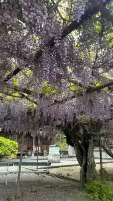 童学寺の{uncategorized: "未分類", other: "その他", undefined: "問題あり", building: "その他建物", grave: "お墓", sacred_gate: "鳥居", guardian: "狛犬", statue: "像", buddha: "仏像", history: "歴史", nature: "自然", garden: "庭園", animal: "動物", pagoda: "塔", temizu: "手水舎", mountain_gate: "山門・神門", sanctuary: "本殿・本堂", subordinate: "末社・摂社", art: "芸術", scenery: "景色", jizo: "地蔵", ema: "絵馬", goshuin: "御朱印", omikuji: "おみくじ", items: "授与品その他", amulet: "お守り", goshuincho: "御朱印帳", eats: "食事", festival: "お祭り", votive_dance: "神楽", shichigosan: "七五三参", wedding: "結婚式", experience: "体験その他", initially: "初詣", around: "周辺", anti_infection: "感染症対策"}