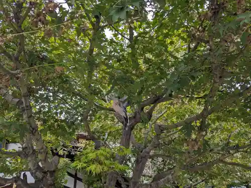 三輪神社(愛知県)