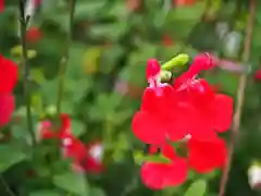 大日寺の自然