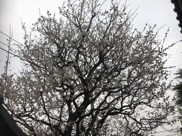 新城神社の自然