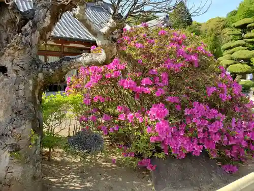 常楽寺の庭園