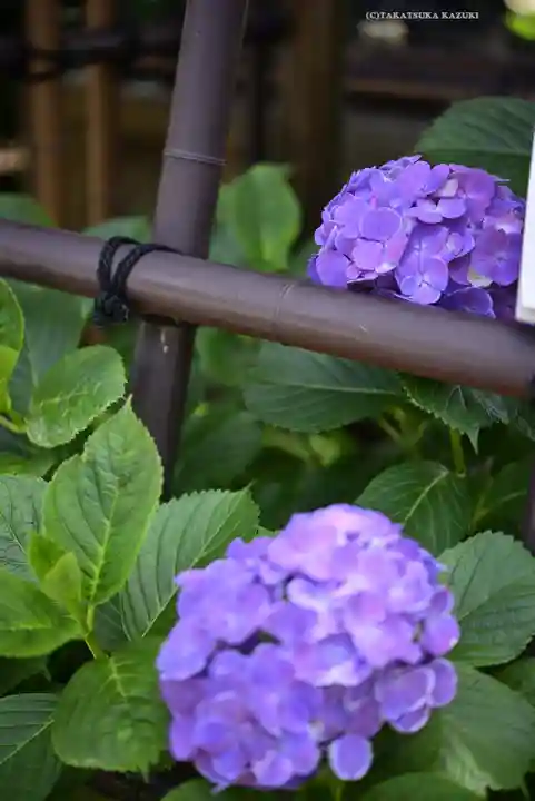 白山神社(東京都)