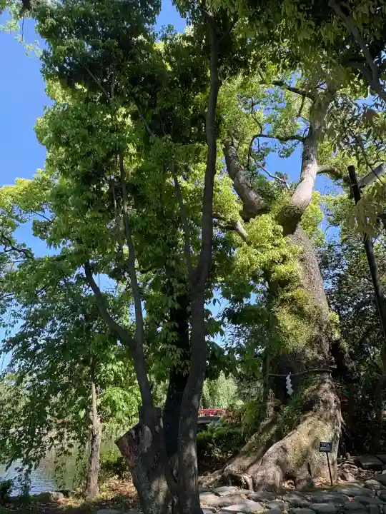 三嶋大社(静岡県)