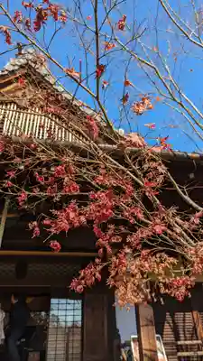 勝林寺(京都府)