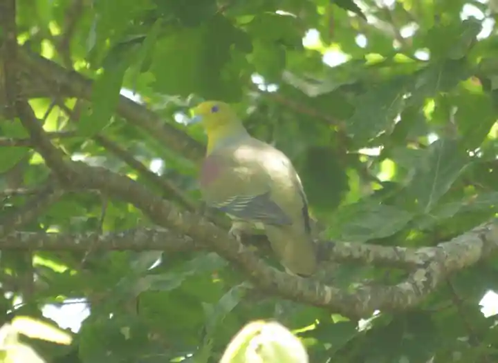 留辺蘂神社の動物