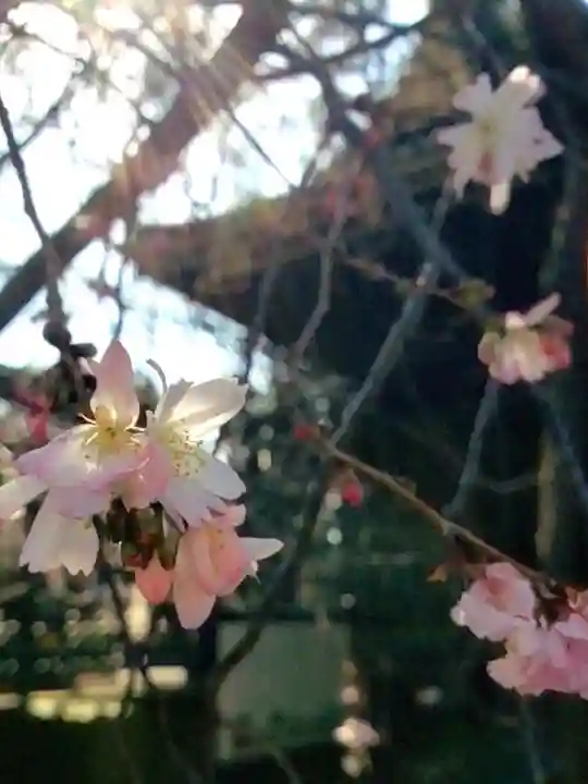 妙法寺(東京都)