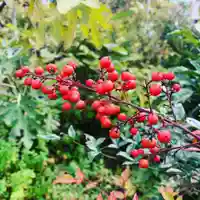 豊景神社の自然
