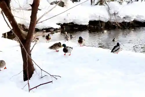 永山神社の動物
