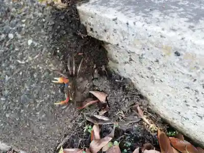 蛭子神社（大原町千代ヶ丸）の動物