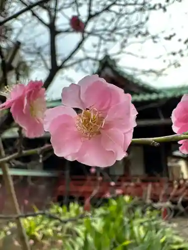 赤坂氷川神社(東京都)