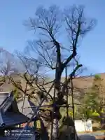 根古屋神社の自然