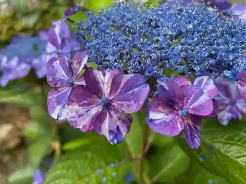 二本松寺の自然