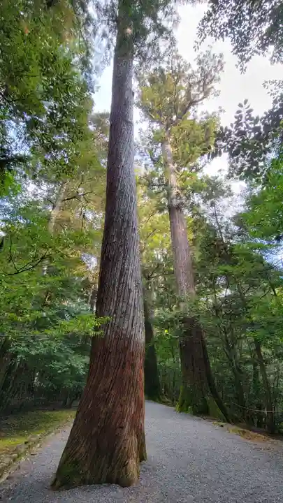 瀧原宮(皇大神宮別宮)の自然