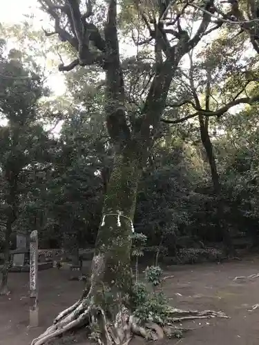 江田神社の自然