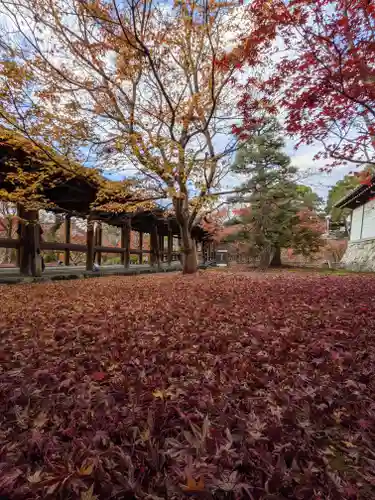 東福禅寺（東福寺）の自然
