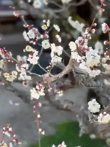 梅香寺の自然(2023年02月25日(土) 10時05分54秒投稿)