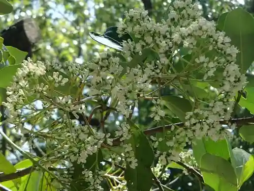 六月八幡神社の自然