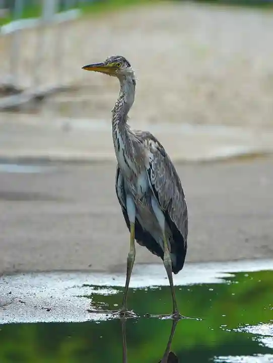 美幌神社(北海道)