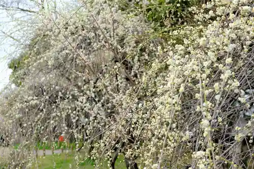 多治速比売神社の自然