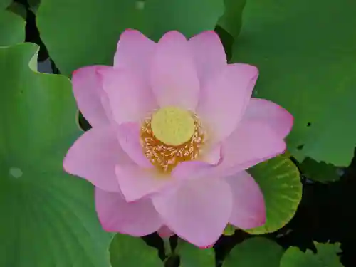 長谷寺(古河長谷観音)(茨城県)