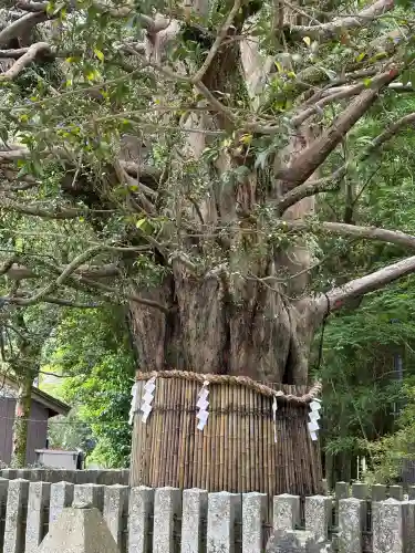 熊野速玉大社(和歌山県)