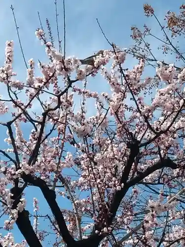 成願寺(東京都)