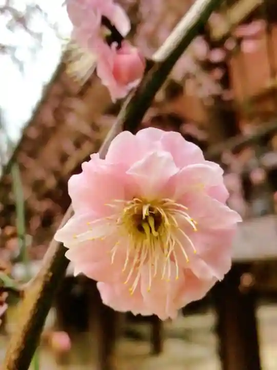 妙法寺(東京都)
