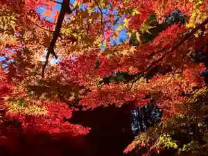 滑川神社 - 仕事と子どもの守り神の自然(2021年11月15日(月) 17時25分56秒投稿)