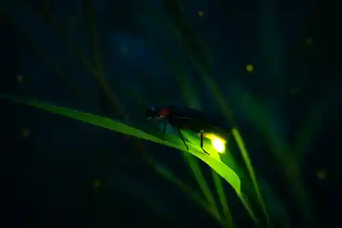 木舟山　順教寺(広島県)