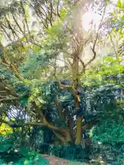 猿田神社の自然