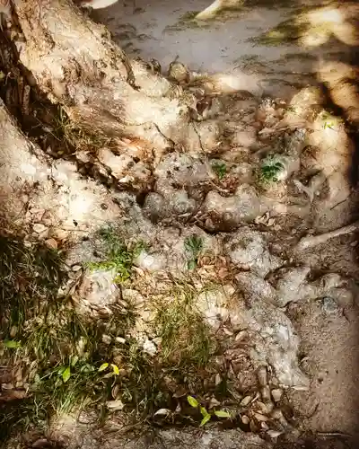 水神社の自然