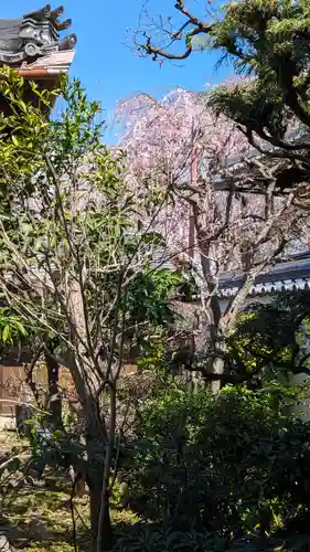 實泉院（実泉院）(京都府)