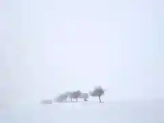 山家神社奥宮の自然