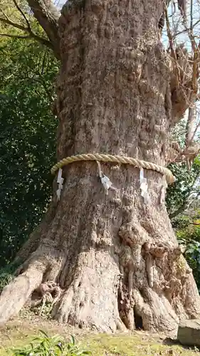 荏柄天神社の自然