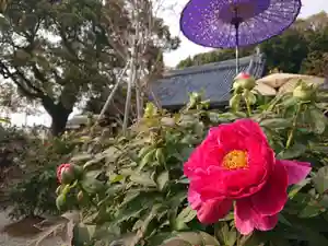 安養寺(兵庫県)(2025年04月16日(水) 16時41分25秒投稿)